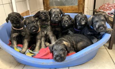 Schnauzer - GIANT Litter!!!