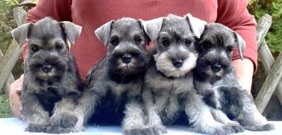 Schnauzer - Puppies!