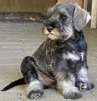 Schnauzer - New pics of the 10 weeks age litter